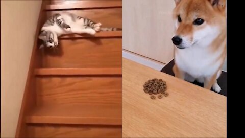 Cats & Dogs Falling Down Stairs Compilation#Funny Video