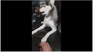 Husky Has An Awesome Reaction To Owner Telling Him 'I Love You'