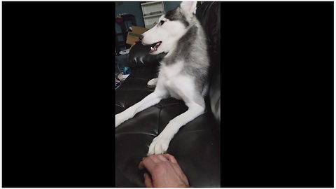 Husky Has An Awesome Reaction To Owner Telling Him 'I Love You'