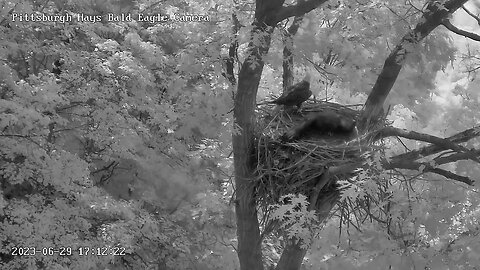 Hays Eagles Juvenile takes Opportunity to Steal Fish and Fly off 6.29.23 17:11