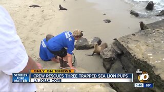 SeaWorld rescues three trapped sea lion pups in La Jolla