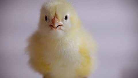 Tiny Chick Hatches From Its Egg: CUTE AS FLUFF