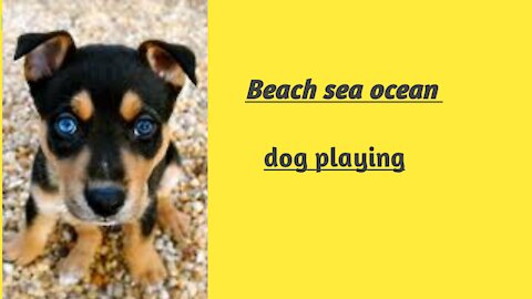 Summer beach sea ocean dog playing