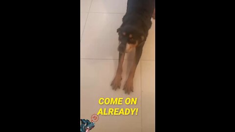 Rottweiler Andrew Wants to Go for a Walk