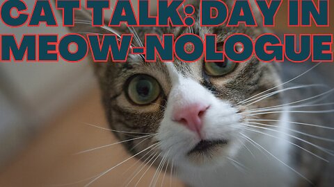 Feline Chatter: Hilarious Cat Conversation