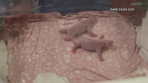 Twin giant pandas born in Belgian zoo