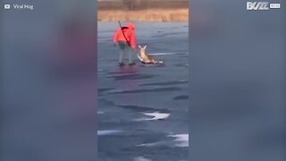 Jägare räddar rådjur som fastnat i isen