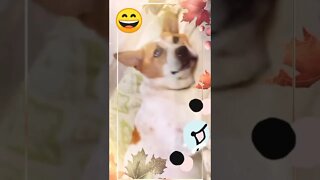 cute puppies cute | puppy videos | cute puppies shorts 65 | short vlogs 🐕#shorts #trendingvideo #dog