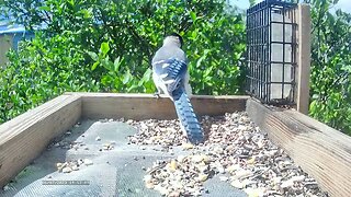 Bird Feeder SWFL Blue Jay
