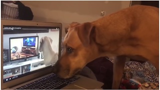 Dog Howls To Video Of Dogs Howling To Videos