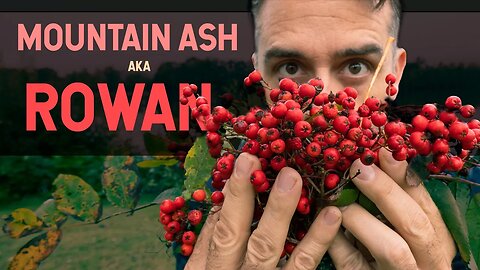 The Rowan Tree: The Legend and Biology of Mountain Ashes