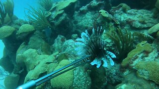 Follow Bermuda's undersea cable into the depths!