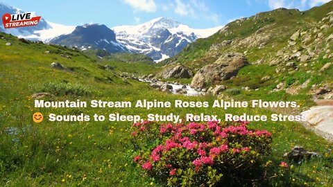 Mountain Stream Alpine Roses Alpine Flowers. 😊 Sounds to Sleep, Study, Relax, Reduce Stress