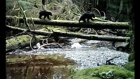 A small salmon Stream, August 17-20