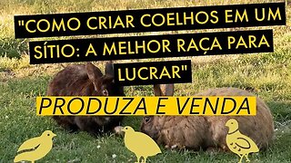 AS MELHORES RAÇAS DE COELHOS PARA CRIAR EM UM SÍTIO E OBTER LUCROS 🐇