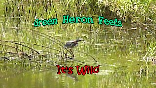 Green Heron Feeds – It’s Wild