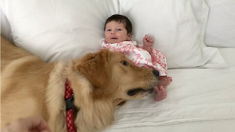 Excited Golden Retriever Meets A Newborn Baby