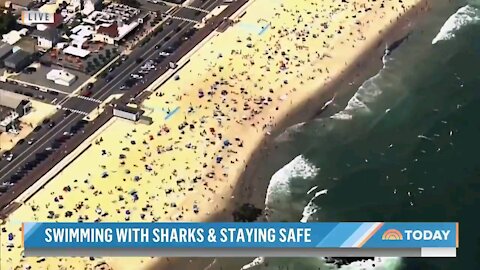 Must watch:How To Stay Safe While Swimming With Sharks.