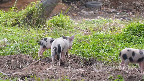 The Three Little Pigs: A Lesson in Hard Work