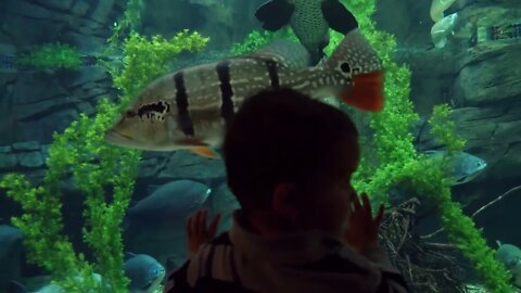 Cute Toddler Watching Large Fish Swim In Aquarium Water Tank