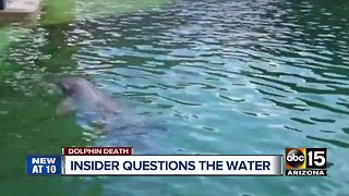 Dolphinaris insider questions water quality after dolphin death