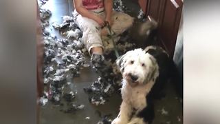 Dog Grooming At Home Can Be A Messy Job