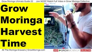 Moringa Tree Harvesting Time + Greens, Seed Pods, Drumstick Ripening Stages | Is Moringa Profitable?