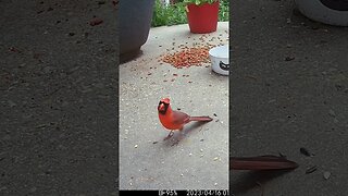 A Beautiful Cardinal Visits #Shorts 😎