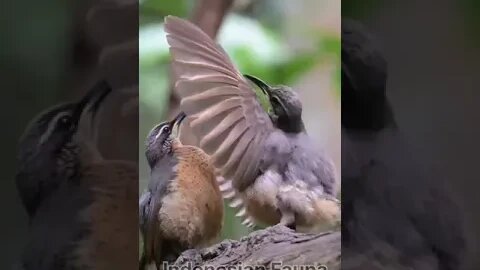 INDONESIAN FAUNA #fauna #burung #burungkicau #binatanglangka .