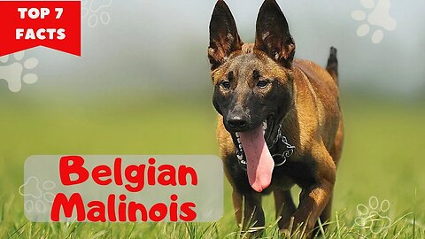 7 Interesting Belgian Malinois Facts