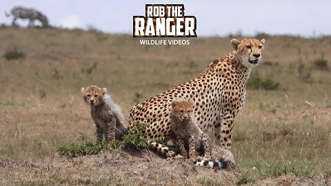 Look At This Cheetah With Four Cute Cubs! | Lalashe Maasai Mara Safari