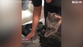 Gato recusa-se a usar bomba de asma