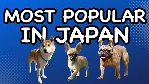 It’s a dog’s life: Japan's 10 Most Popular Breeds