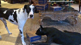 Great Dane Has Fun Slowly Chewing Open A Chewy Box Of Gift Toys