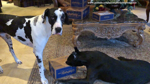 Great Dane Has Fun Slowly Chewing Open A Chewy Box Of Gift Toys
