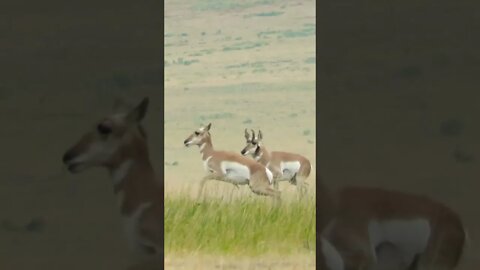275 Yard Shot | Hunting North American Pronghorn Antelope