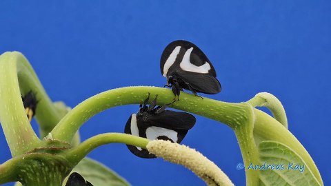 Treehoppers, Membracis foliata c-album from Ecuador