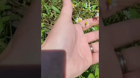 Harvesting Chamomile ~ Eat what you Grow