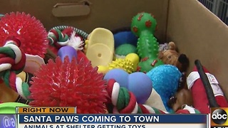 Dogs, cats at shelter get toys for Christmas