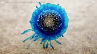 Cette méduse bleue possède un organisme fascinant