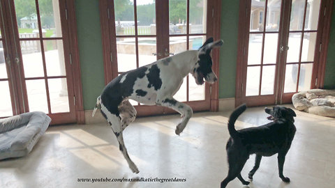 Great Danes and Friends Enjoy Playing in the Art Studio