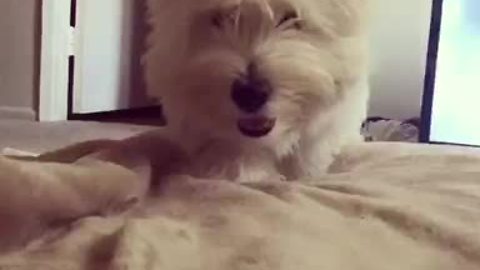 Creepy Westie stalks napping owner