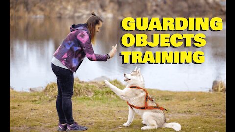 How to train dogs to guard objects and people