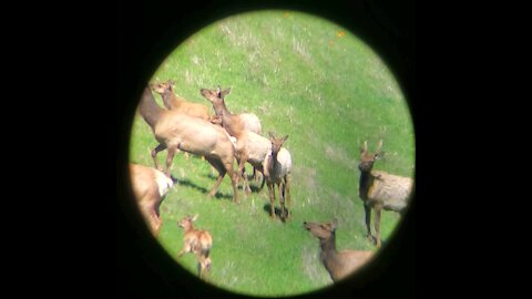 Tule Elk herd near San Jose, CA