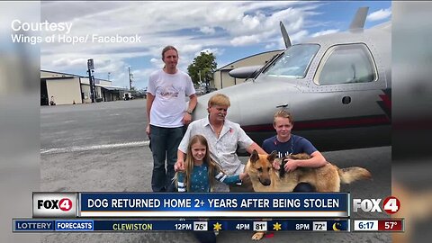 Colorado dog reunited with Florida family after 2017 theft