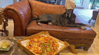 Polite Great Danes Resist The Temptation To Swipe A Slice Of Pizza