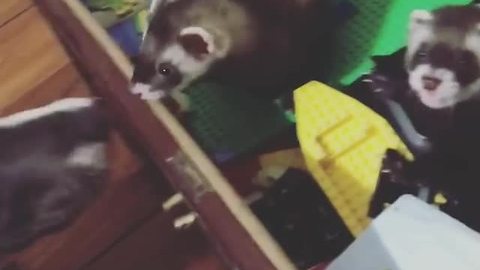 Sweet Puppy Wants To Play With Two Unimpressed Ferrets