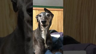 Elsa the greyhound