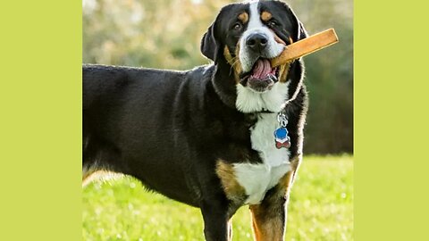 Wholesome Vegetarian Dog Treats | Natural Goodness for Your Happy Pup