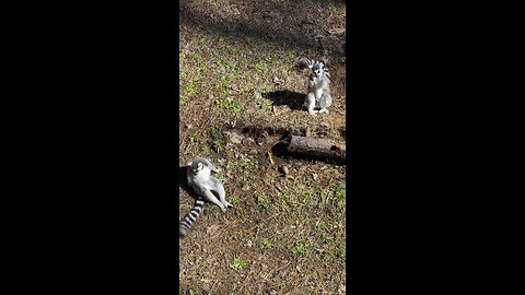 Cute Lemurs